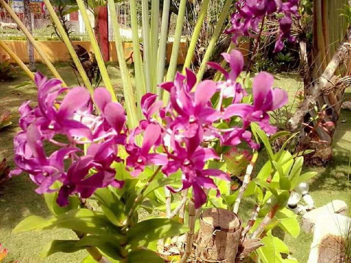 Traville Huts Palm Beach Inn Panglao Dış mekan fotoğraf